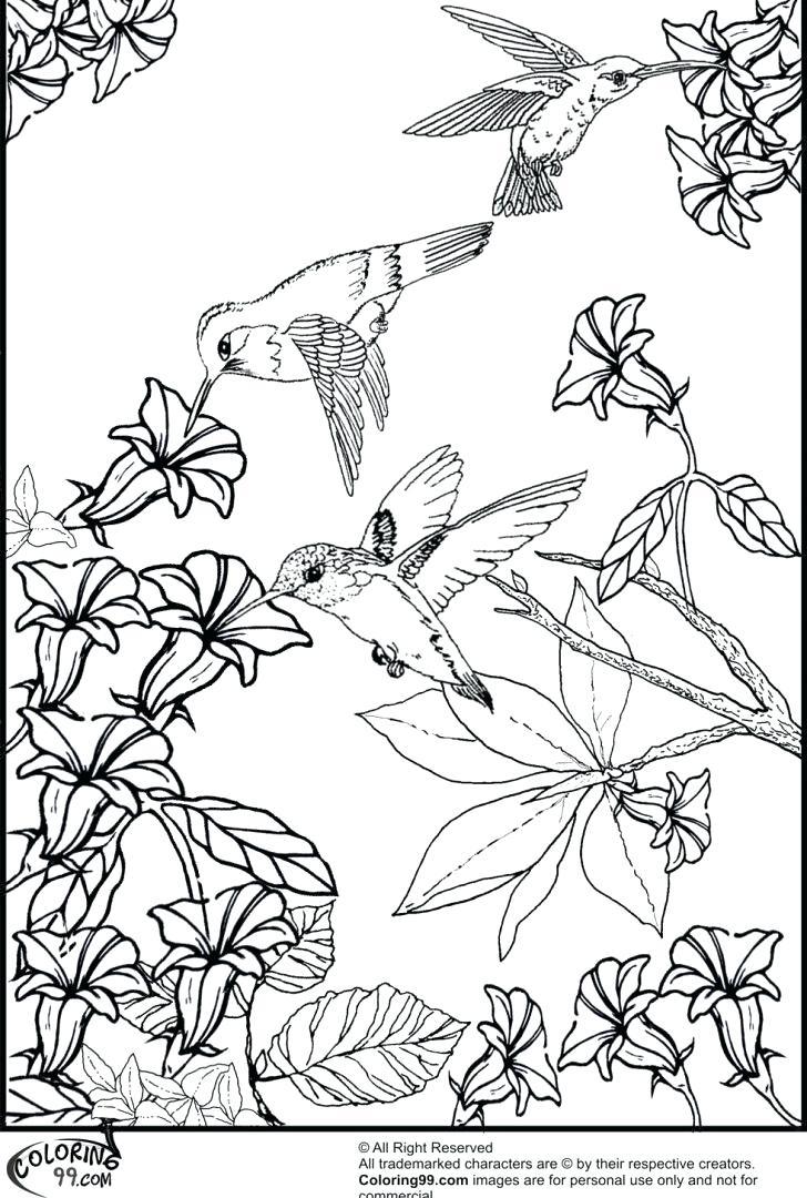 38+ Best of Hummingbird Adult Coloring Pages for Kids