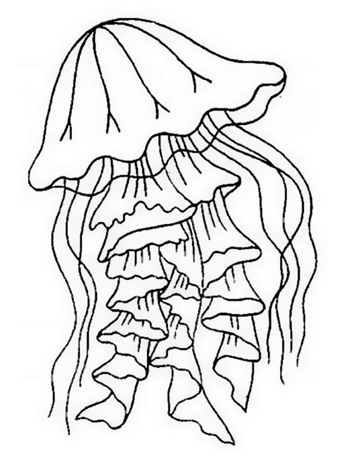 30+ Free Animal Coloring Pages Jellyfish for Adult