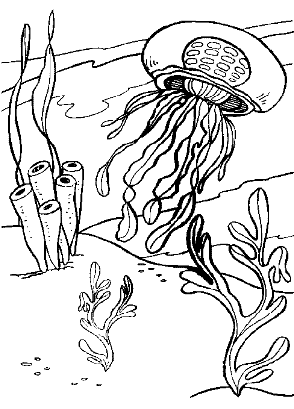 38+ Download Animal Coloring Pages Jellyfish Book Pages