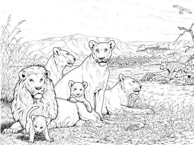 10 Majestic Animal Coloring Pages Lion for Brave Kids