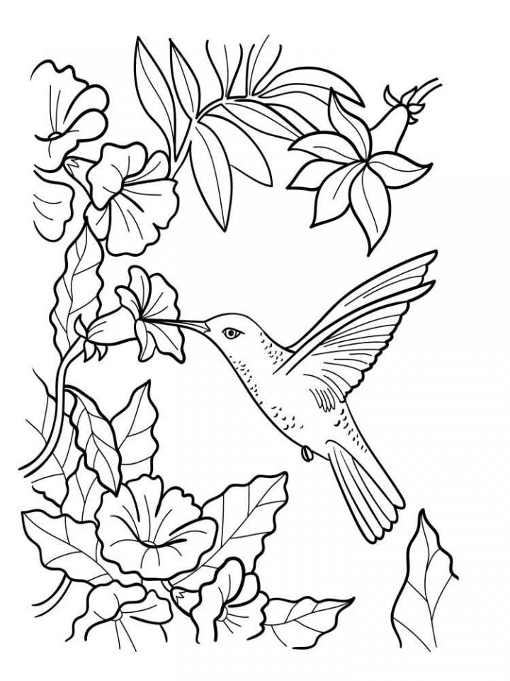 30+ Best of Hummingbird Adult Coloring Pages Line Art