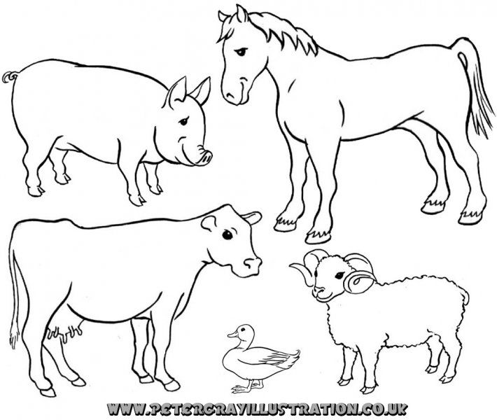 Domestic Animal Coloring Pages for Kids Free Printable 15