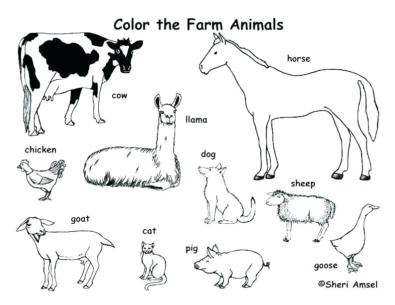 Domestic Animal Coloring Pages for Kids Free Printable 7