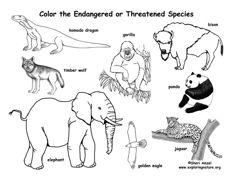 10 Endangered Animal Coloring Pages for Nature Fans: Embrace Conservation Through Art