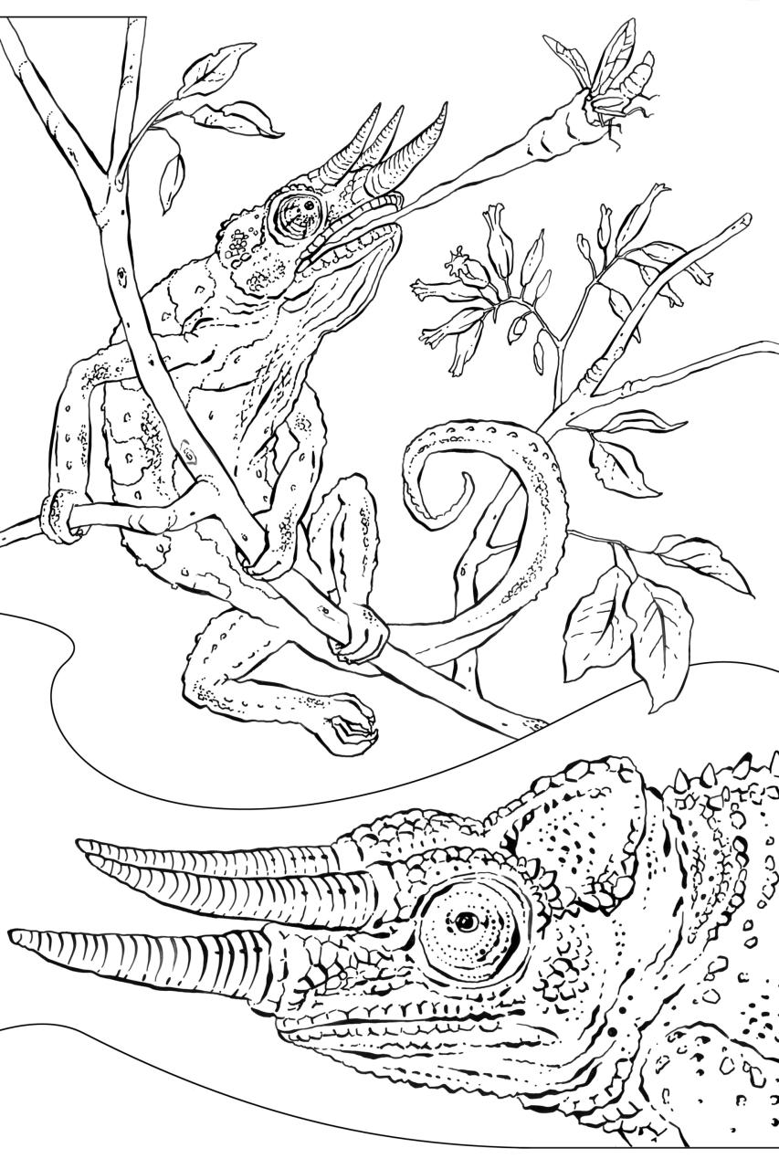 10 Animal Coloring Pages from National Geographic: Unleash Your Inner Artist